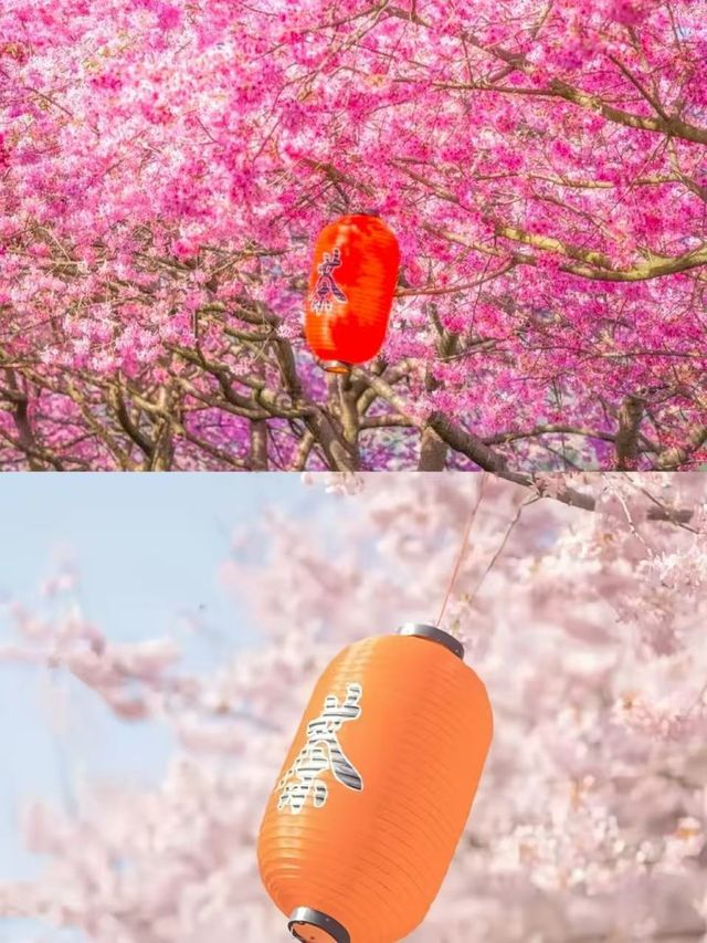 美哭《國家地理》的櫻花茶園在這裡!