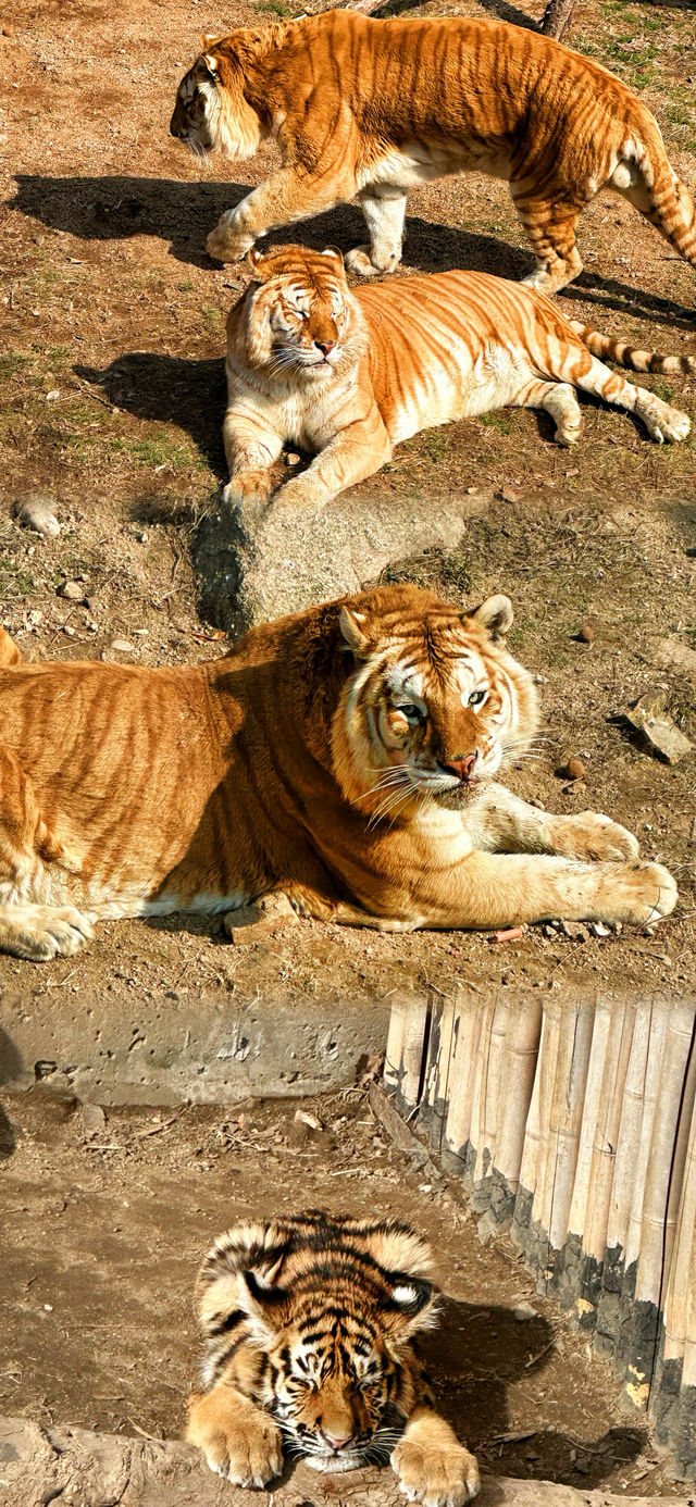 春節假期一定要來打卡的西霞口神雕山野生動物園