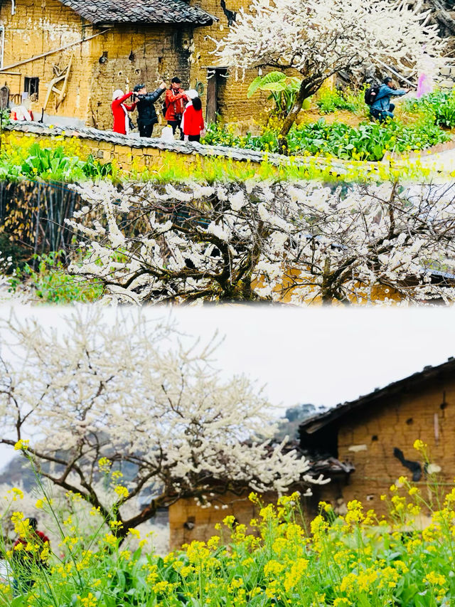 李花盛放--陽山水浪花谷
