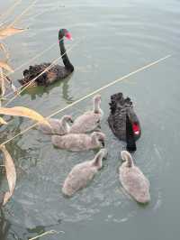 市區公園裏藏了個動物園！這也太超前了吧！