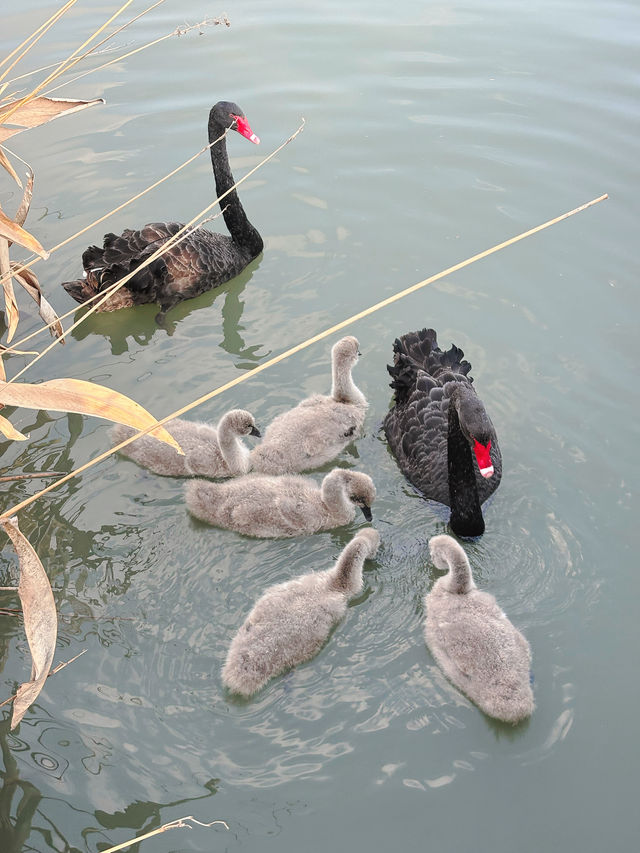市區公園裏藏了個動物園！這也太超前了吧！