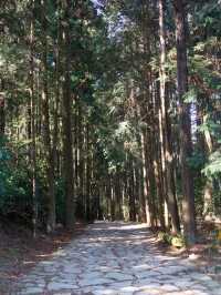 三島市小眾旅行攻略