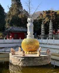 無數人追問的拍照聖地｜普照寺