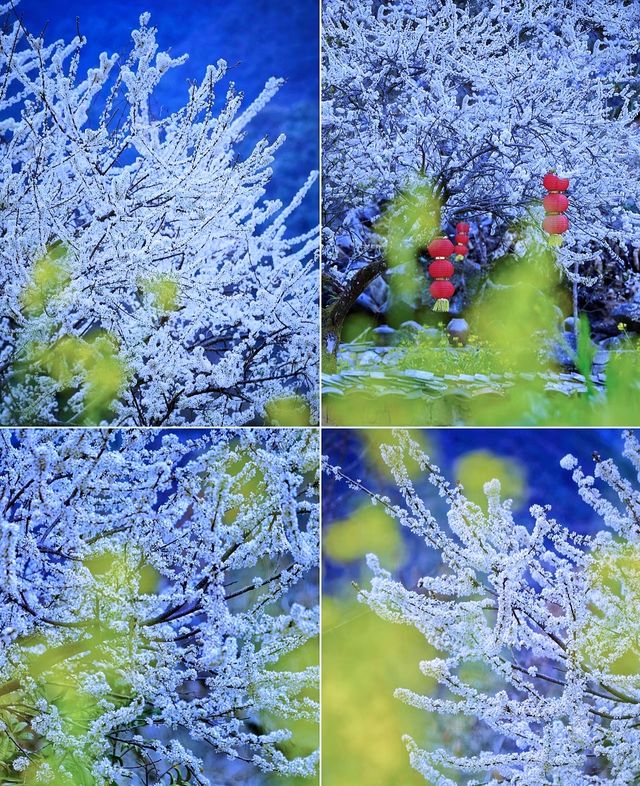 清遠水浪花谷盛花期美爆！