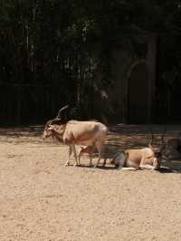 廣州動物園｜與萌寵近距離互動，開啟奇妙之旅