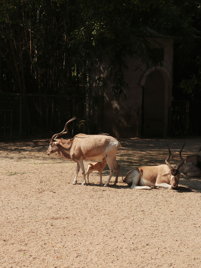 廣州動物園｜與萌寵近距離互動，開啟奇妙之旅