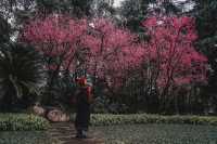 成都｜呢個公園免費賞梅！地鐵直達！