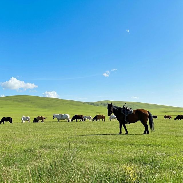 輝騰錫勒草原｜吃住玩全揭秘，暢玩無憂