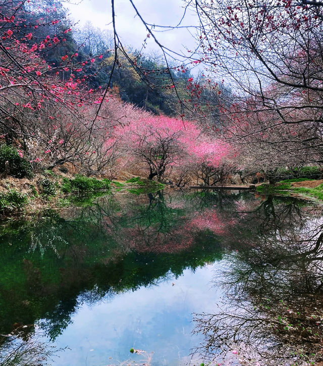長興居然有梅花賞？