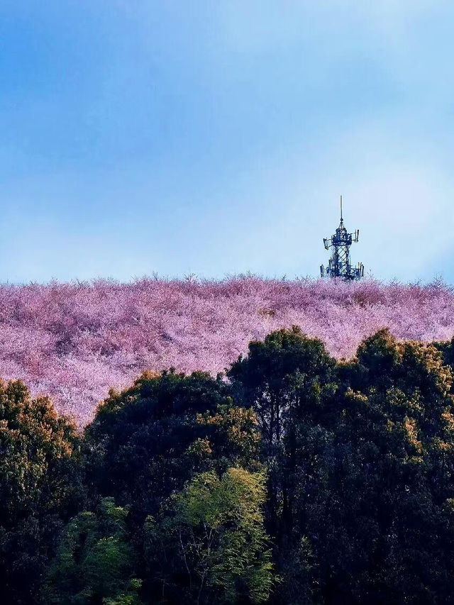 接下來的貴州是這樣的...櫻花即將開放🌸