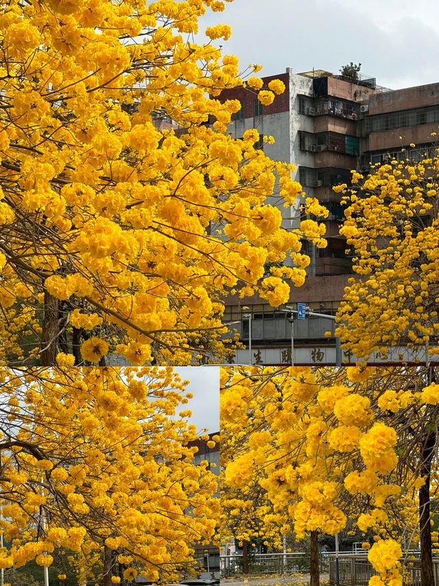 黃花風鈴木的春日浪漫|||春日賞花