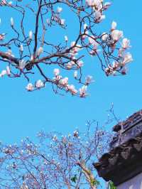 向你保證，不只是蘇州平替那麼簡單 還免費