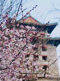 明城牆遺址公園，賞花正當時！