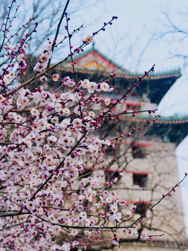 明城牆遺址公園，賞花正當時！