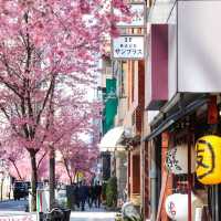 被日本橋春日限定浪漫擊中！粉色花海美到失語🌸 