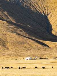 青海西寧-青海湖7日遊|超詳細攻略 讓你玩轉大美青海