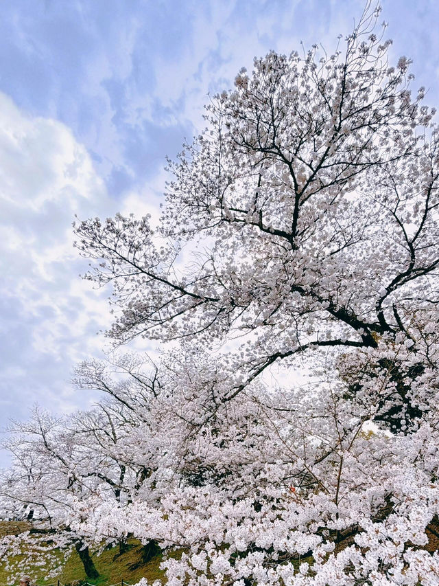 🌸被漫山櫻花簇擁的天守閣，美到離譜！