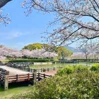 🇯🇵福岡小眾賞櫻地🌸 邂逅漫畫裡的粉色浪漫