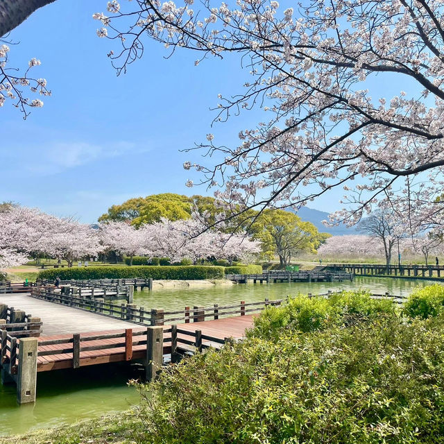 🇯🇵福岡小眾賞櫻地🌸 邂逅漫畫裡的粉色浪漫