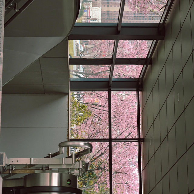 在武漢❗️在光谷‼️櫻花🌸地鐵站