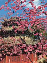人生建議！一定要春天來西昌看一次藍花楹