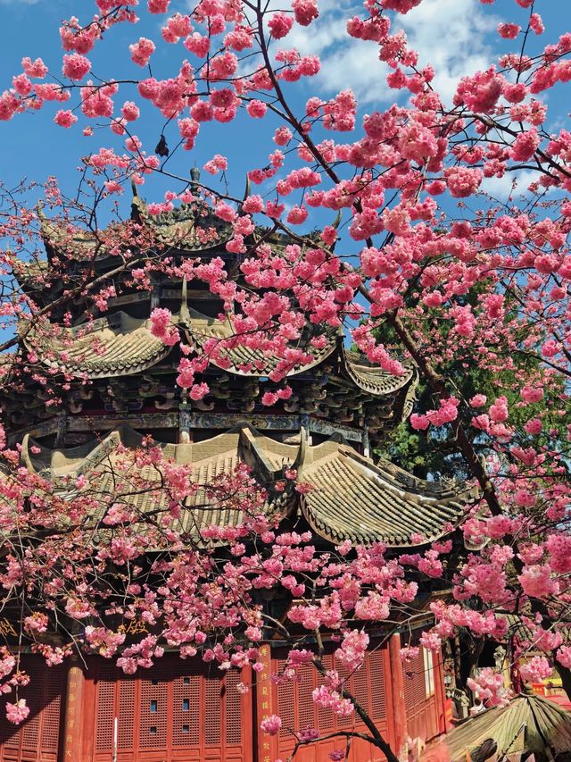 人生建議！一定要春天來西昌看一次藍花楹