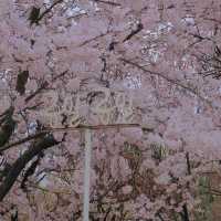 🇰🇷首爾|四月賞櫻天花板🌸서울숲🌸必去