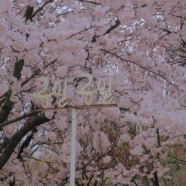 🇰🇷首爾|四月賞櫻天花板🌸서울숲🌸必去