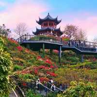 比起園博園和甘坑，我更愛這片的五彩簕杜鵑！
