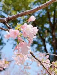 櫻之通信！靜安賞花正當時