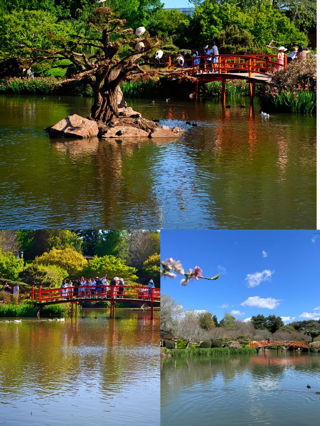 藏在澳洲的東方秘境——圖文巴日式花園