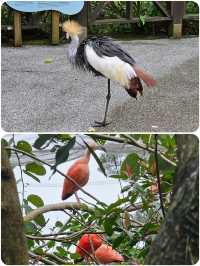 台北動物園超全遊玩攻略來啦！