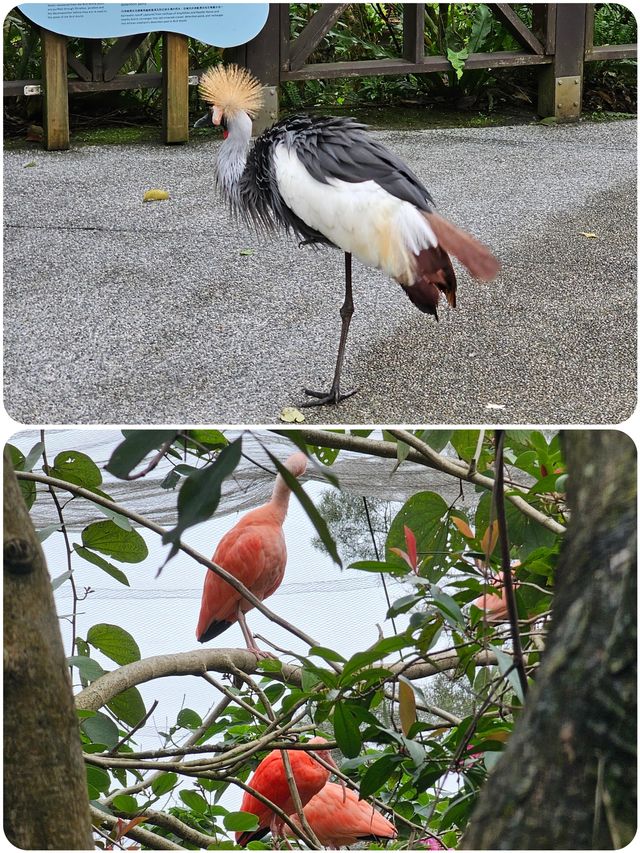 台北動物園超全遊玩攻略來啦！