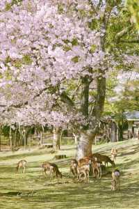 Kyoto and Nara: 4-Day Cherry Blossom Guide 🌸 Detailed Cherry Blossom and Deer Feeding Plan
