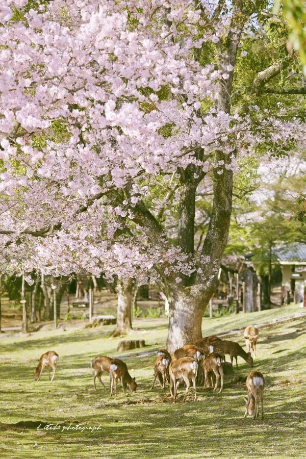 Kyoto and Nara: 4-Day Cherry Blossom Guide 🌸 Detailed Cherry Blossom and Deer Feeding Plan