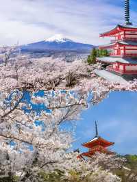 Complete Guide to Cherry Blossom Viewing in Kansai, Japan 🌸