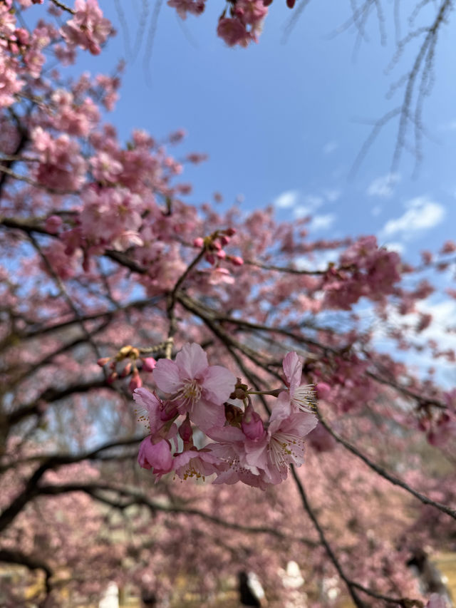 代々木公園での楽しいひととき