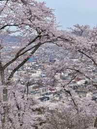 千本櫻舞，春染白石川