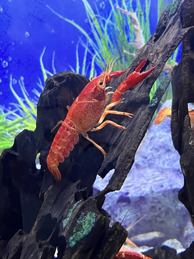 深藍奇境：廣州海洋館的探索之旅