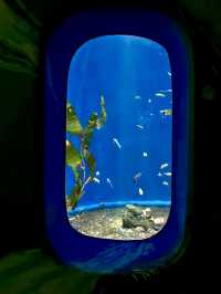 深海奇幻之旅：漫步於歡樂海岸海洋奇夢館