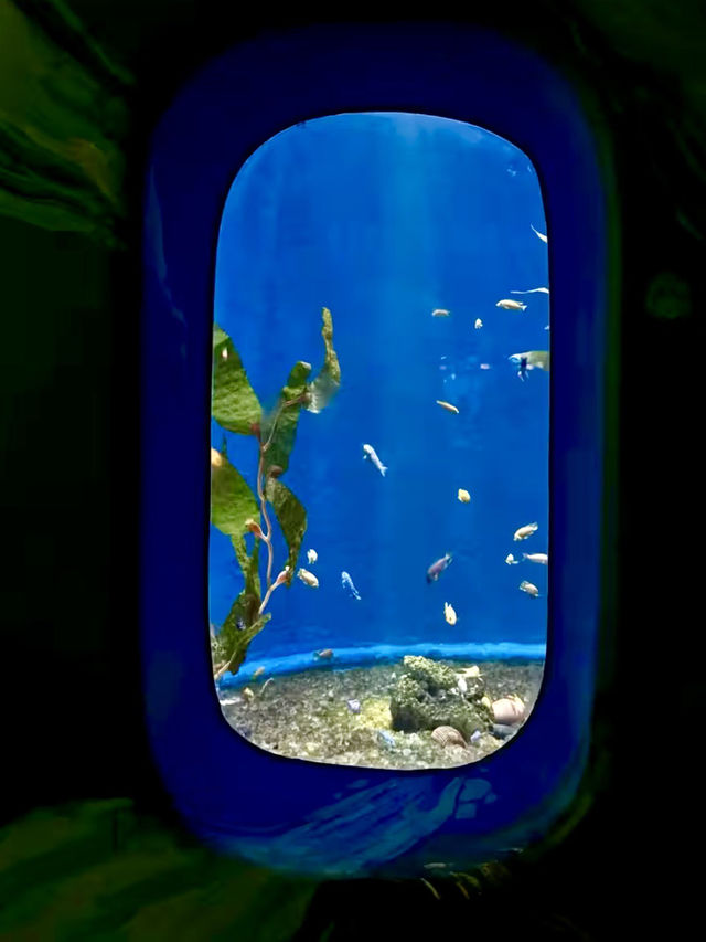 深海奇幻之旅：漫步於歡樂海岸海洋奇夢館