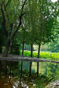 石家莊市區的森林!|藏在二環內的綠野仙蹤!