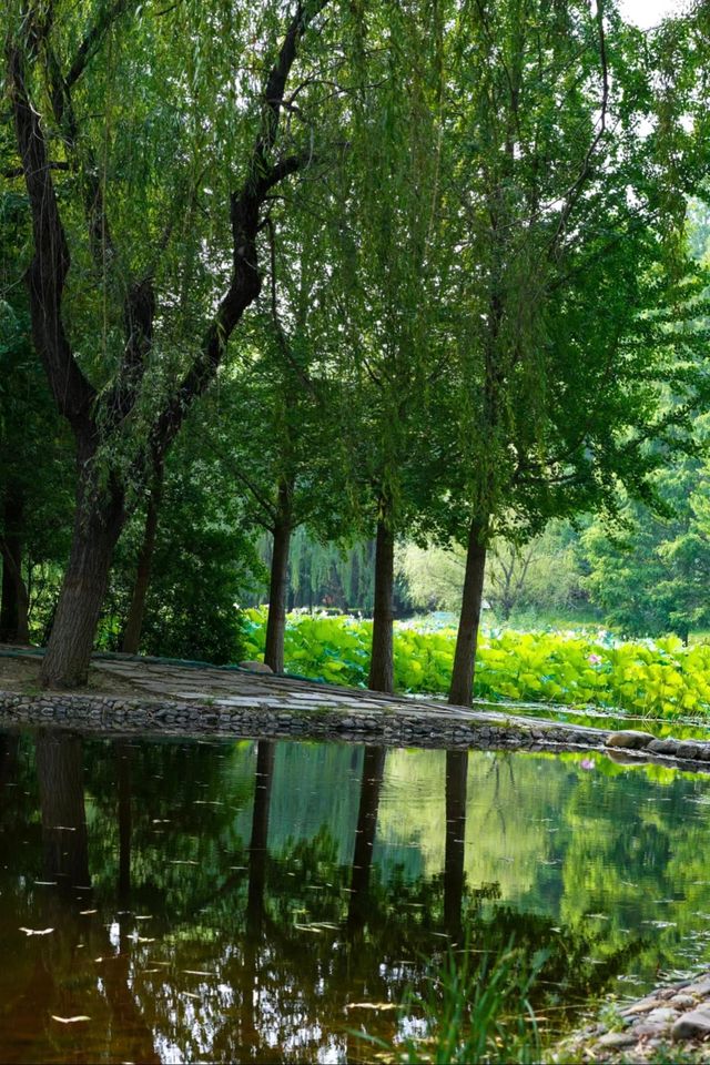 石家莊市區的森林!|藏在二環內的綠野仙蹤! 石家莊市區的森林!|藏在二環內的綠野仙蹤!