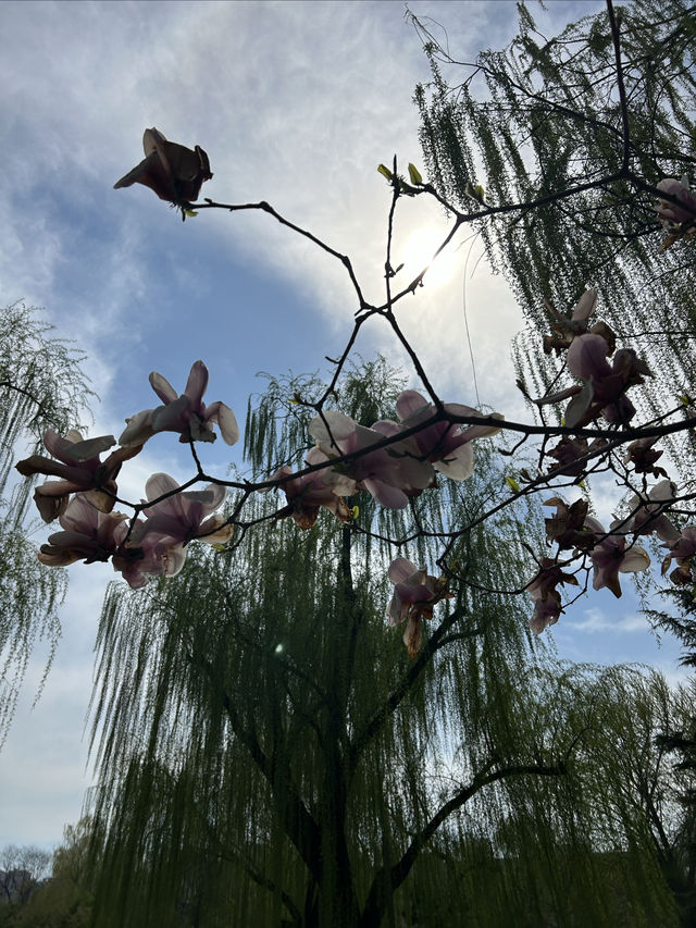 北京免費郊遊賞春公園～