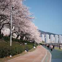 藏不住啦！溫泉山公園櫻花美出圈🌸