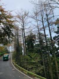 莫干山竹林秘境