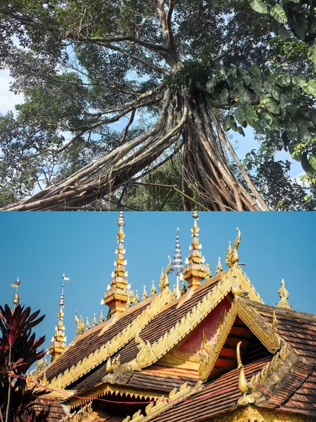 景邁山受罪已回，真不建議4月去。