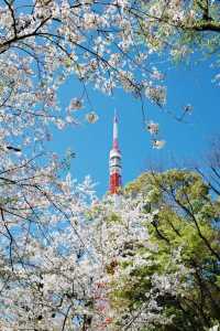 東京タワーと桜の絶景