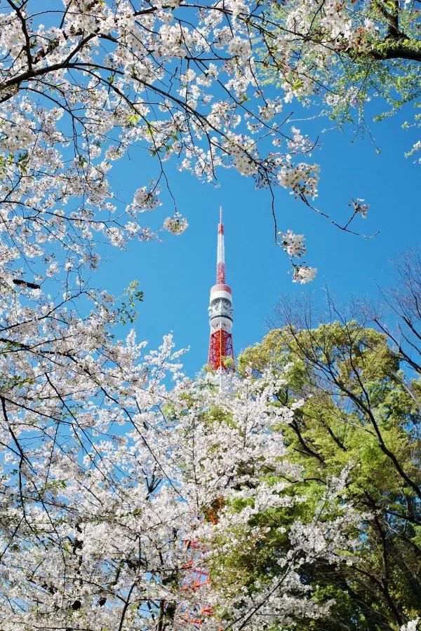 東京タワーと桜の絶景