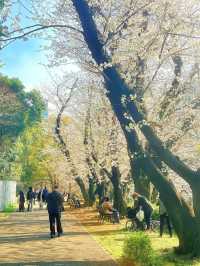 東京タワーと桜の魅力を楽しむ旅